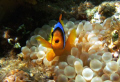   YOU KEEP my BTA BulbTentacle AnemonePoissonclown Amphiprion clarkii dans son anmone vsiculeuse Entacmaea quadricolor.Shams Alam Egypt.July 2007 (Bulb-Tentacle (BulbTentacle (Bulb Tentacle Poisson-clown Poissonclown Poisson clown quadricolor). quadricolor) Egypt. Egypt  